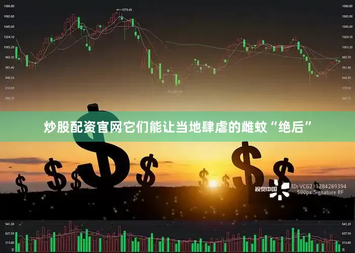 炒股配资官网它们能让当地肆虐的雌蚊“绝后”
